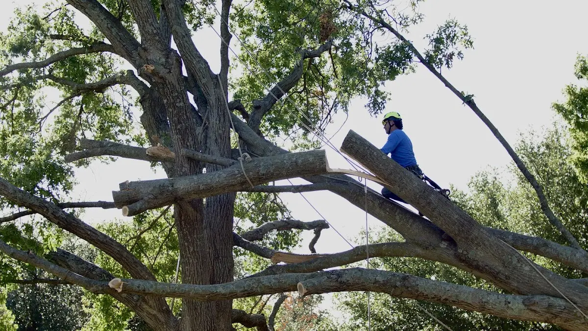 Professional Hazardous Tree Removal performed by certified arborists in La Joya