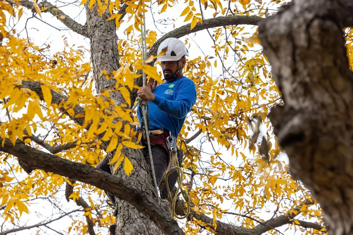 Skilled Dead Tree Removal crew working in La Joya
